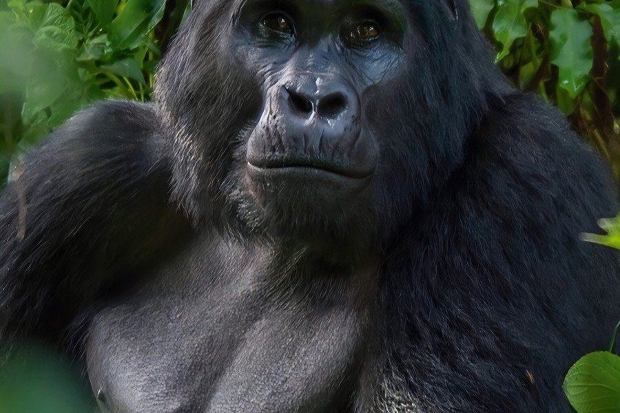 How to Get a Schengen Visa from Uganda — Step by Step