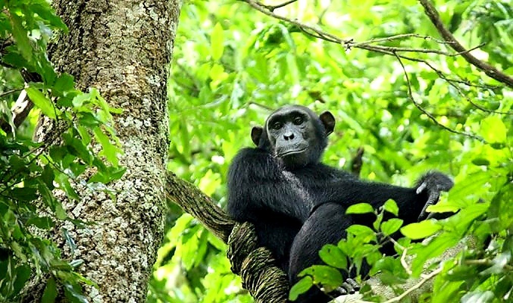 Chimpanzee Trekking & Return