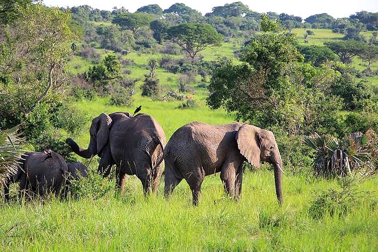 Kazinga Channel Cruise & Game Drive