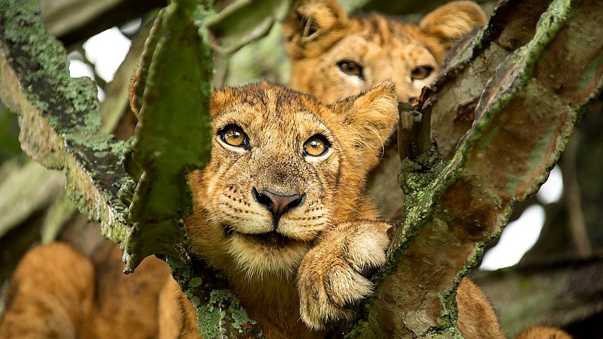 Africa's Big Five: Where, When &amp; How to See Them All