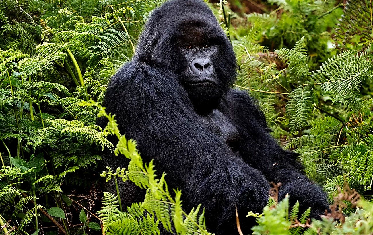 Kigali to Volcanoes National Park